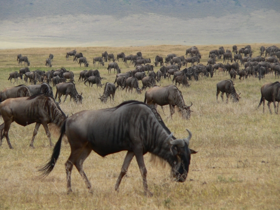 Herd of Wildebeest